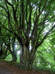 A beautiful beech tree in the woods near Clovelly