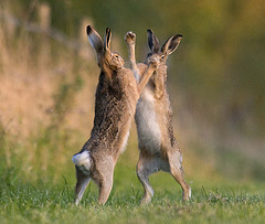 Brown Hares