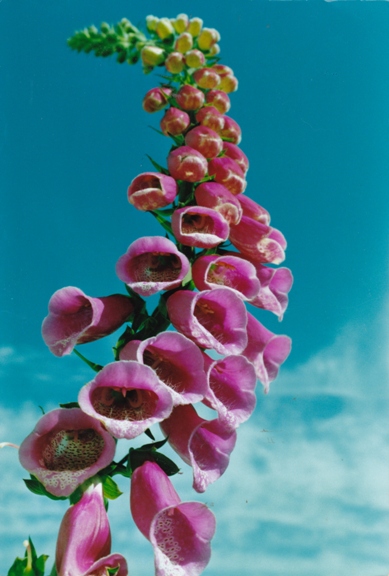 Foxglove by Rob Seymour Photography, All rights reserved, Hartland, North Devon