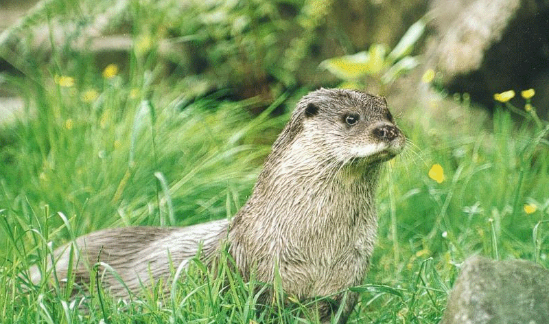 A beautiful otter, from the Devon Wildlife Trust www.devonwildlifetrust.org