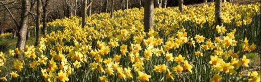 Daffodils at Docton MIll Gardens & Tea Room, Hartland North Devon - perfect for Mothers Day or days out on your short break or holiday in North Devon