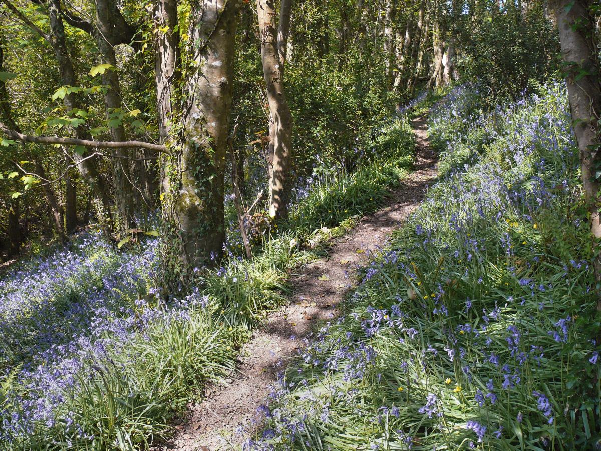 Bluebells in Cheristow Woods, nr Hartland Village, North Devon