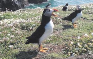 Visit magical Lundy Island