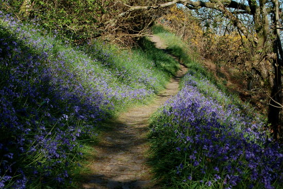 Beckland Woods