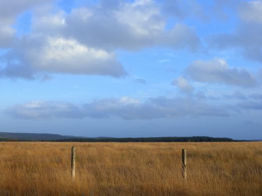 Bursdon Moor