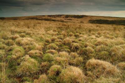 Bursdon Moor