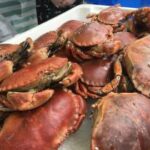 Clovelly crabs