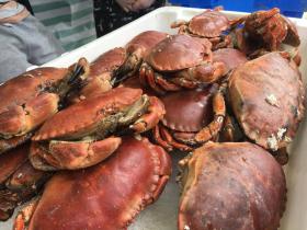 Clovelly crabs