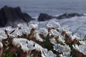 Plant Walk